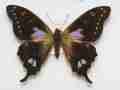 Graphium weiskii (aberrant) (Internet Image property of respective owner, non-commercial use only)